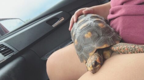 Shell Shocked Lost Tortoise Reunited With Grateful Owner News 